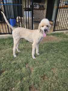 Standard Poodle Male Female re-homing