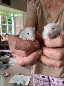 Silvery coloured baby ratties for sale