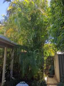 Mature 6m tall Golden Cane Palm trees , planted in ground