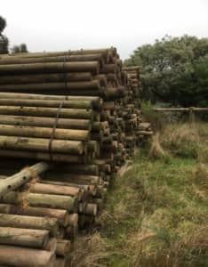 Wanted: Wanted - treated pine fencing posts