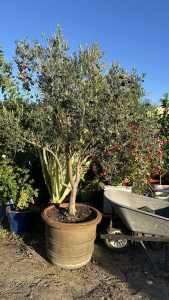 Olive Tree !!!!!!!!!!!!