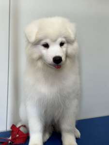 White and biscuit Samoyed puppy (ankc/dogswest)