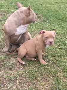 American Bullies Ready must go NOW 🐶 2 Females Left