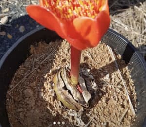 Ox Tongue (Haemanthus coccineus), Blood or Paint Brush Lily
