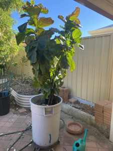 Fiddle leaf plant for sale