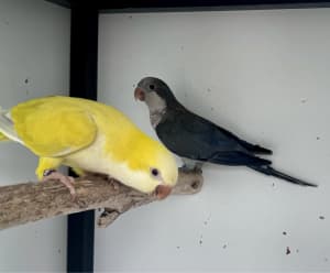 Genuine Breeding Pair of Quaker Parrots