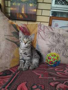 DSH Silver tabby kitten for sale, microchipped $100