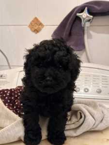 Toy Poodle Puppy Pure Bred