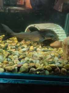 FISH for rehoming 