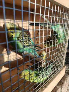Budgies and grass parrot 