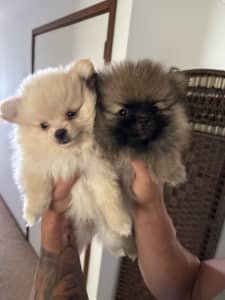 2 Pomeranian puppies