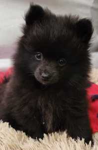 Ready for their FUREVER homes! Pomeranian puppies!!
