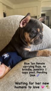 French Bulldog **Isabella/Tan** TOP Quality bloodlines