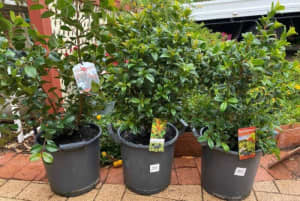 NATIVE PLANTS & other GREAT PLANTS - BEST PRICES & VARIETY