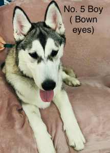 Purebred Siberian Husky Puppy ( Last Boy) Ready for lovely home