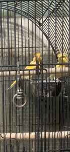 Canary’s male & female 