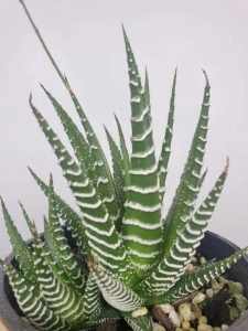 ZEBRA Succulent PLANTS: Indoors, Patio or Garden. Easy Care
