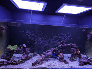 Reef aquarium setup