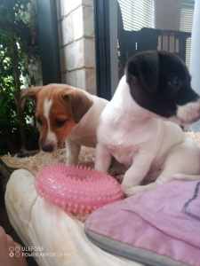 Pure bred Jack Russell Terrier Puppies