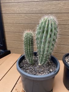 healthy pachycereus pringlei cactus