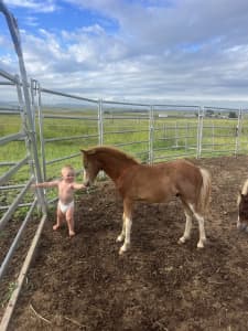 Registered Part Welsh Colt Foal