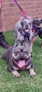 French bulldogs Lilac and tan and lilac merle 
