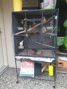 Full bird set up + pair of cockatiels