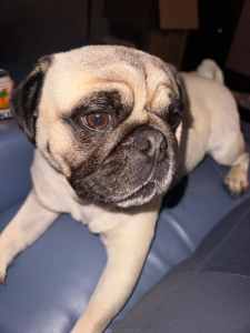 Fawn Pug Male Desexed 2 Years Old