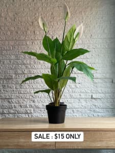 Mega SALE Artificial Flowering White Peace Lily / Calla Lily 95cm