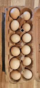 Fertile Silkie Eggs