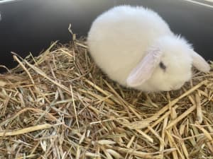 Pure breed mini lop 10 weeks old VACCINATED 