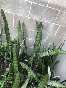 Snake plants/Mother in laws tongue plants.