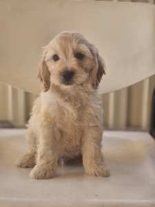 Male Toy Spoodle Puppy (DNA tested)
