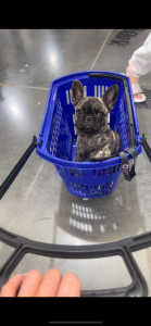 Frug French bulldog cross pug almost 12 months old 