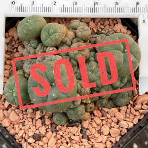 SOLD Button LW cactus Lophophora williamsii multi-heads plant no. 148