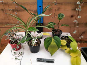 7 x pack indoor plants Includes super Fantasy $55