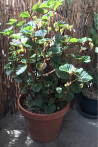 Large Potted Begonia