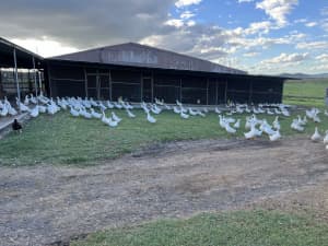 Pekin Ducks and Drakes Delivery to Gympie/Brisbane 