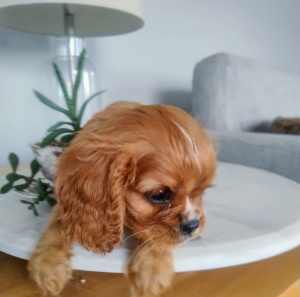 Only 1 left! Purebred Cavalier King Charles Spaniels Puppies
