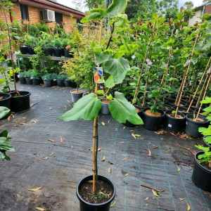 Brown Turkey Fig Tree in 300mm pot