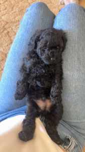 PUREBRED TOY POODLE PUPPIES FOR SALE