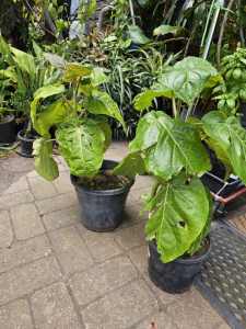 Tamarillo plants From $15each