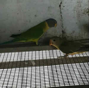 Greygreen Plumhead parrots