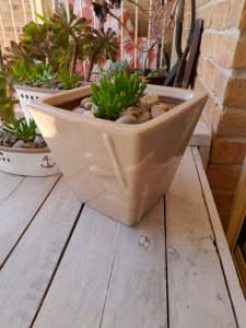 SUCCULENTS IN CERAMIC DRAGONFLY POT
