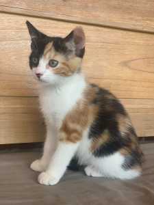 Ellie rescue kitten SK6342 vetwork included