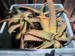 3 Big Aloe Vera plants in a big square pot