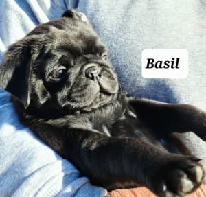 Pure Bred PUG Pupies- All Sold
