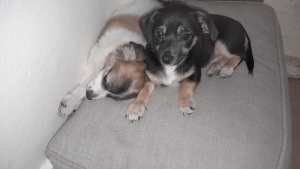 Chihuahua x Maltese puppies 4 Sale