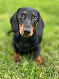 Miniature dachshund puppy