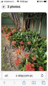 Clivia plants orange flowers 